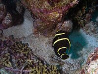 French Angelfish I